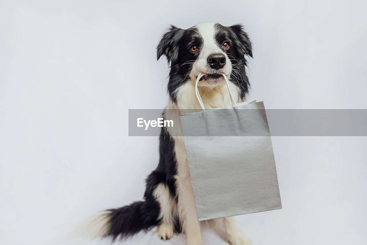 portrait of dog sitting on white background