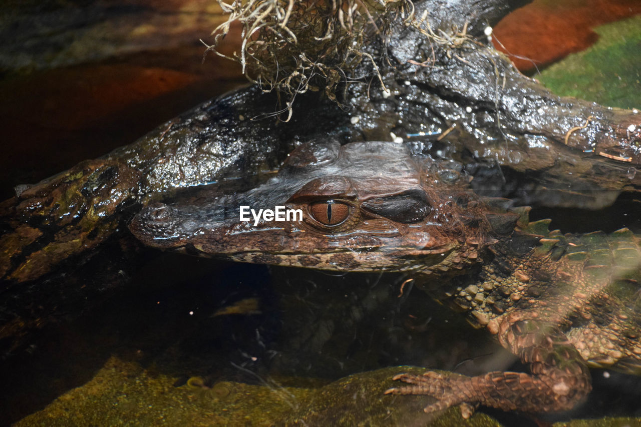 Close-up of crocodile in lake