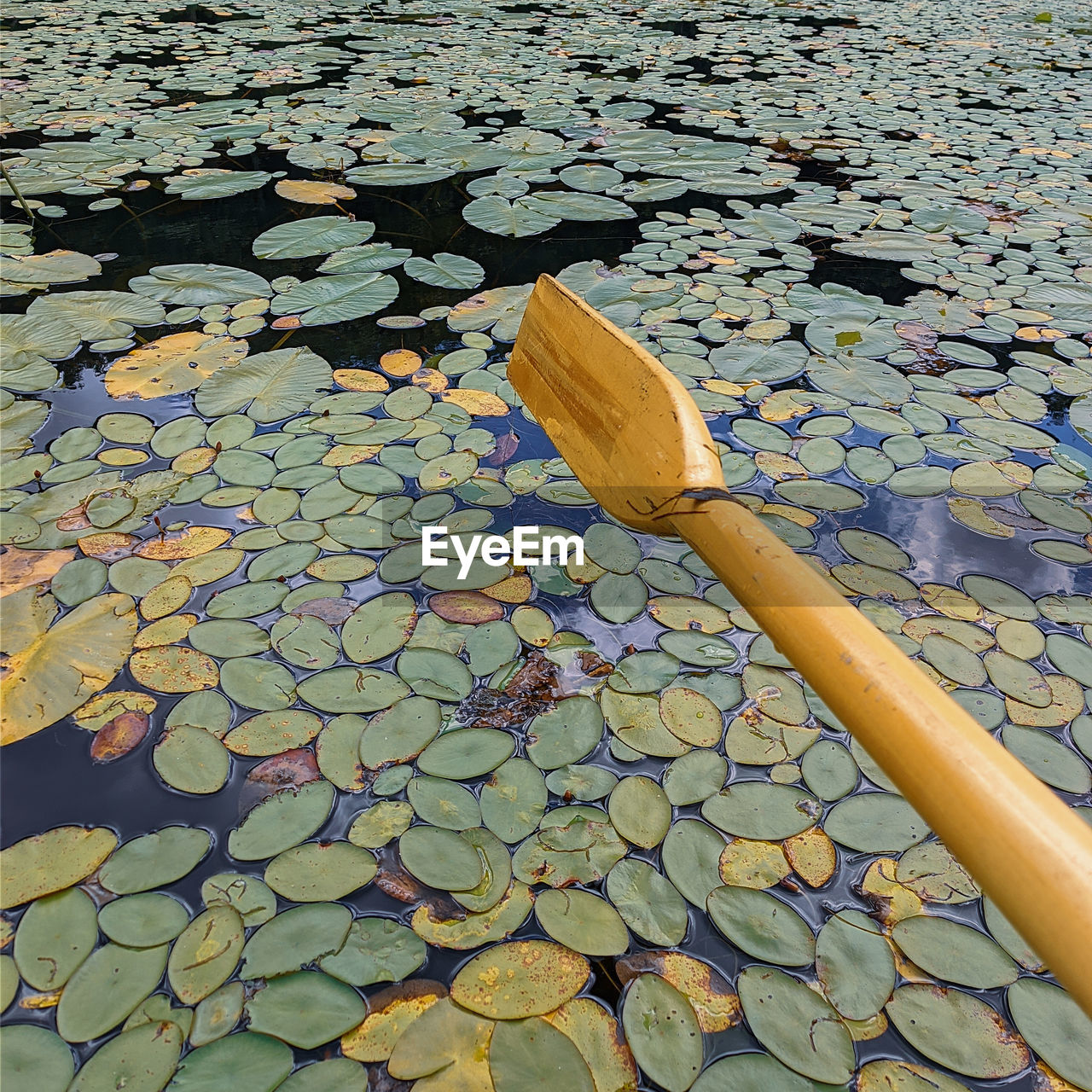 HIGH ANGLE VIEW OF WATER LILIES FLOATING ON LAKE