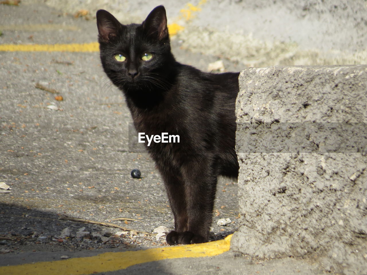 PORTRAIT OF BLACK CAT ON STREET AGAINST CITY