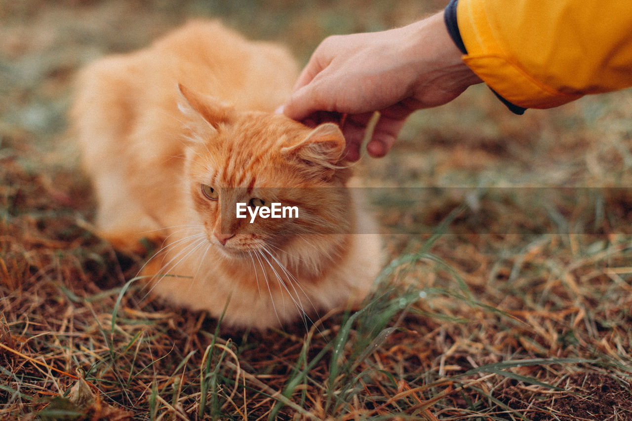 Full length of hand holding cat on field