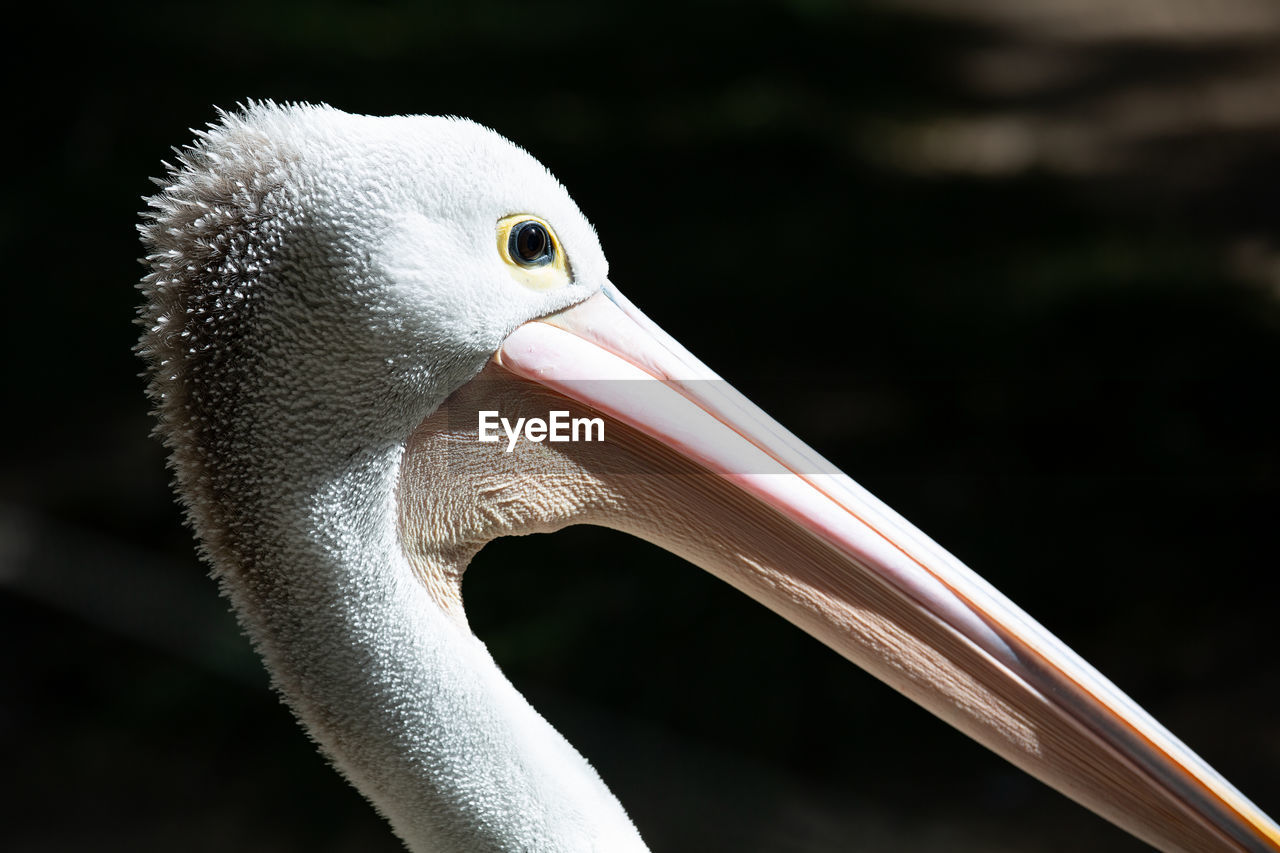 Close-up of a pelican