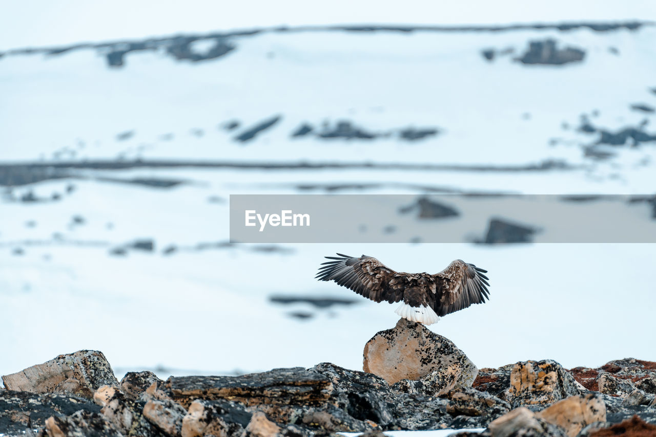 BIRDS FLYING OVER ROCK