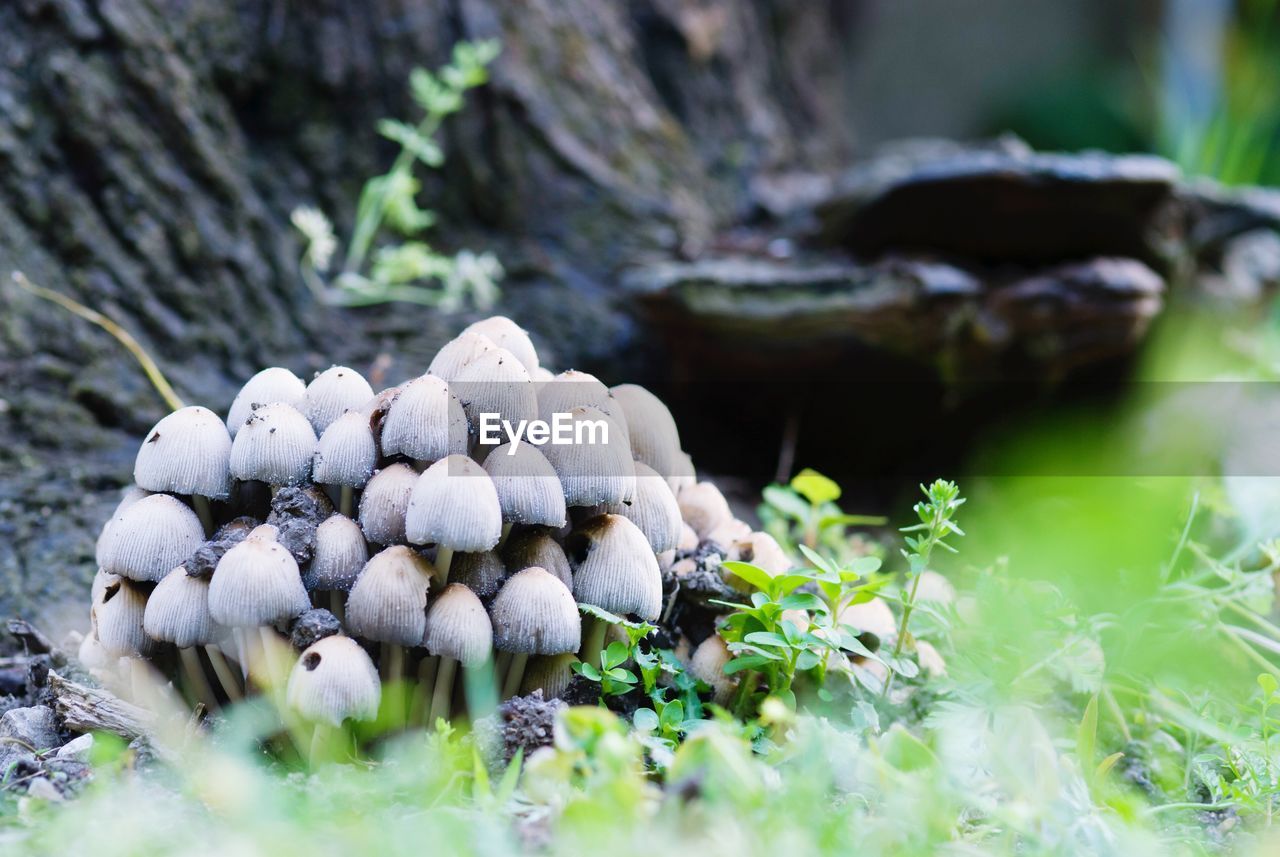 Close-up of mushrooms growing on field