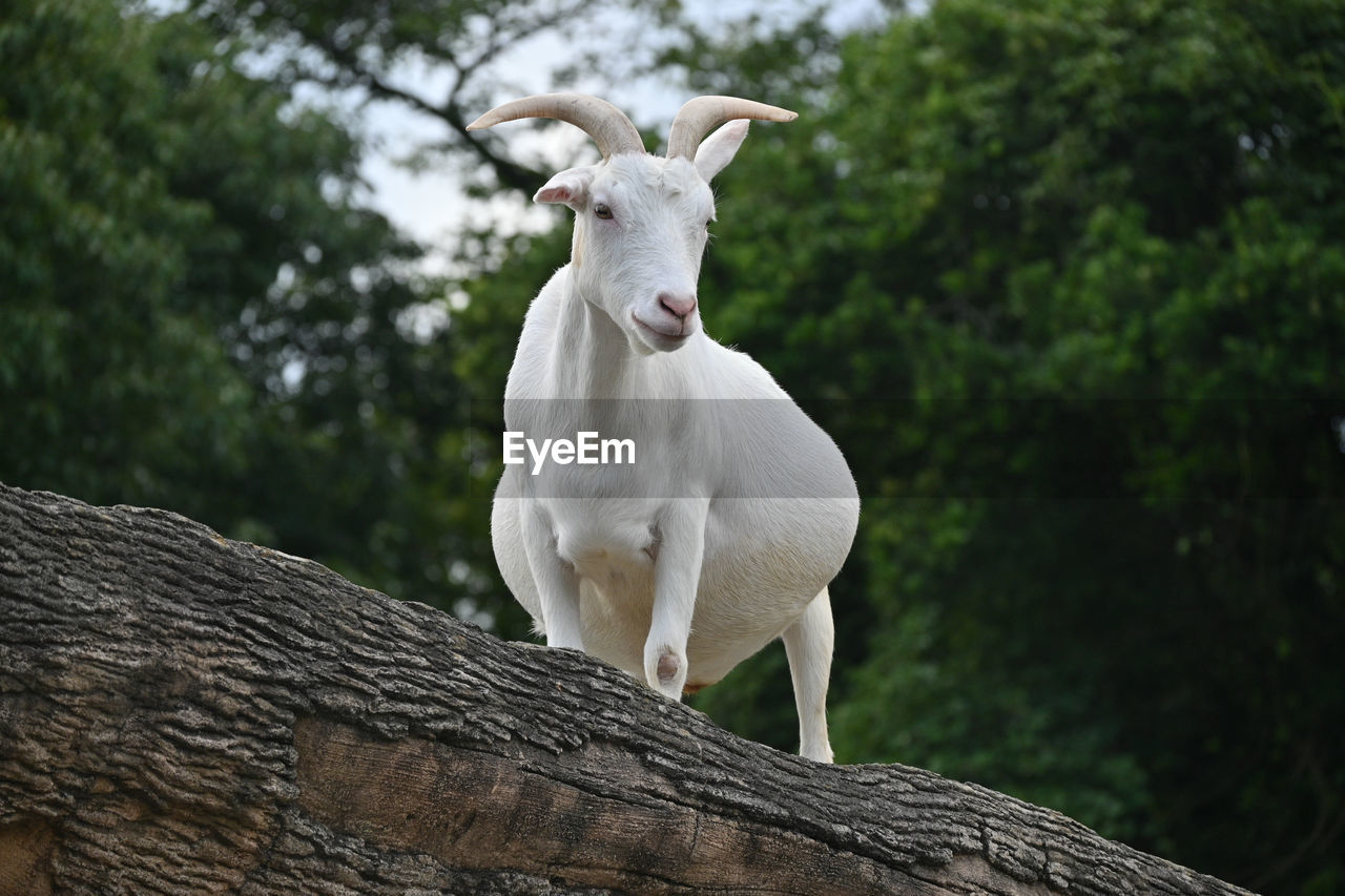 Goat standing on wood