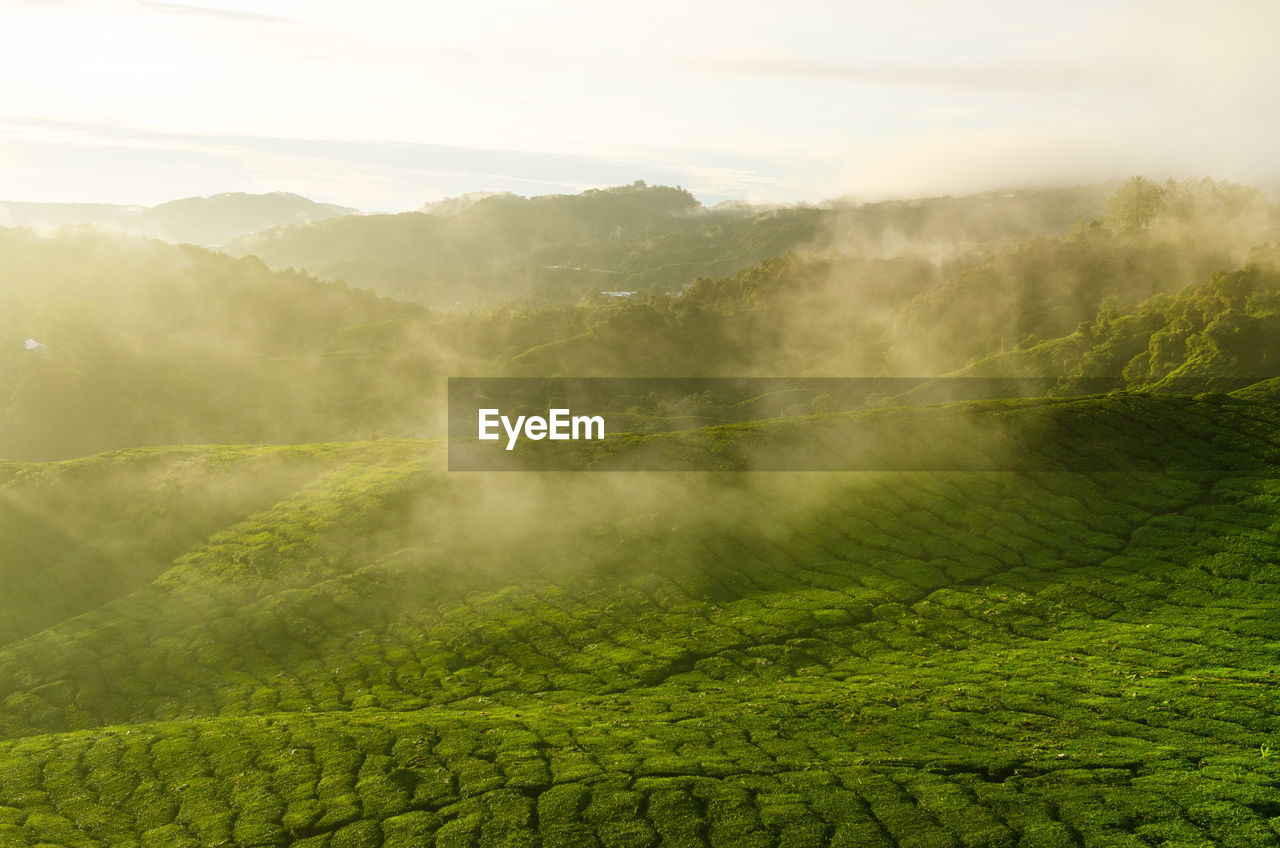 SCENIC VIEW OF FOGGY LANDSCAPE