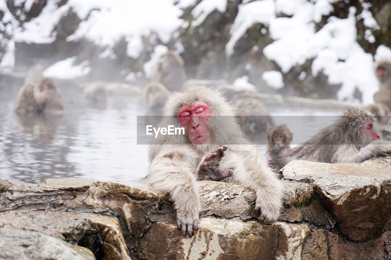 Monkey relaxing in water