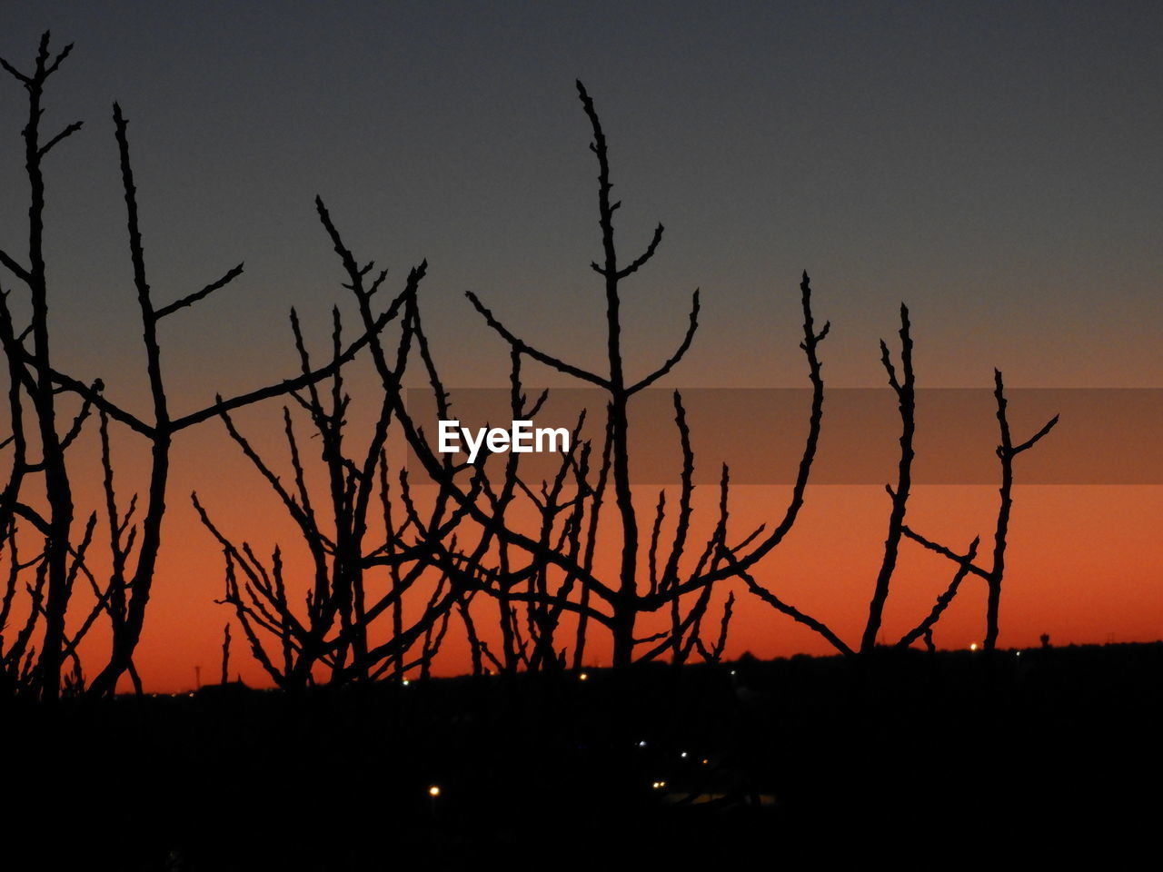 SILHOUETTE BARE TREES DURING SUNSET