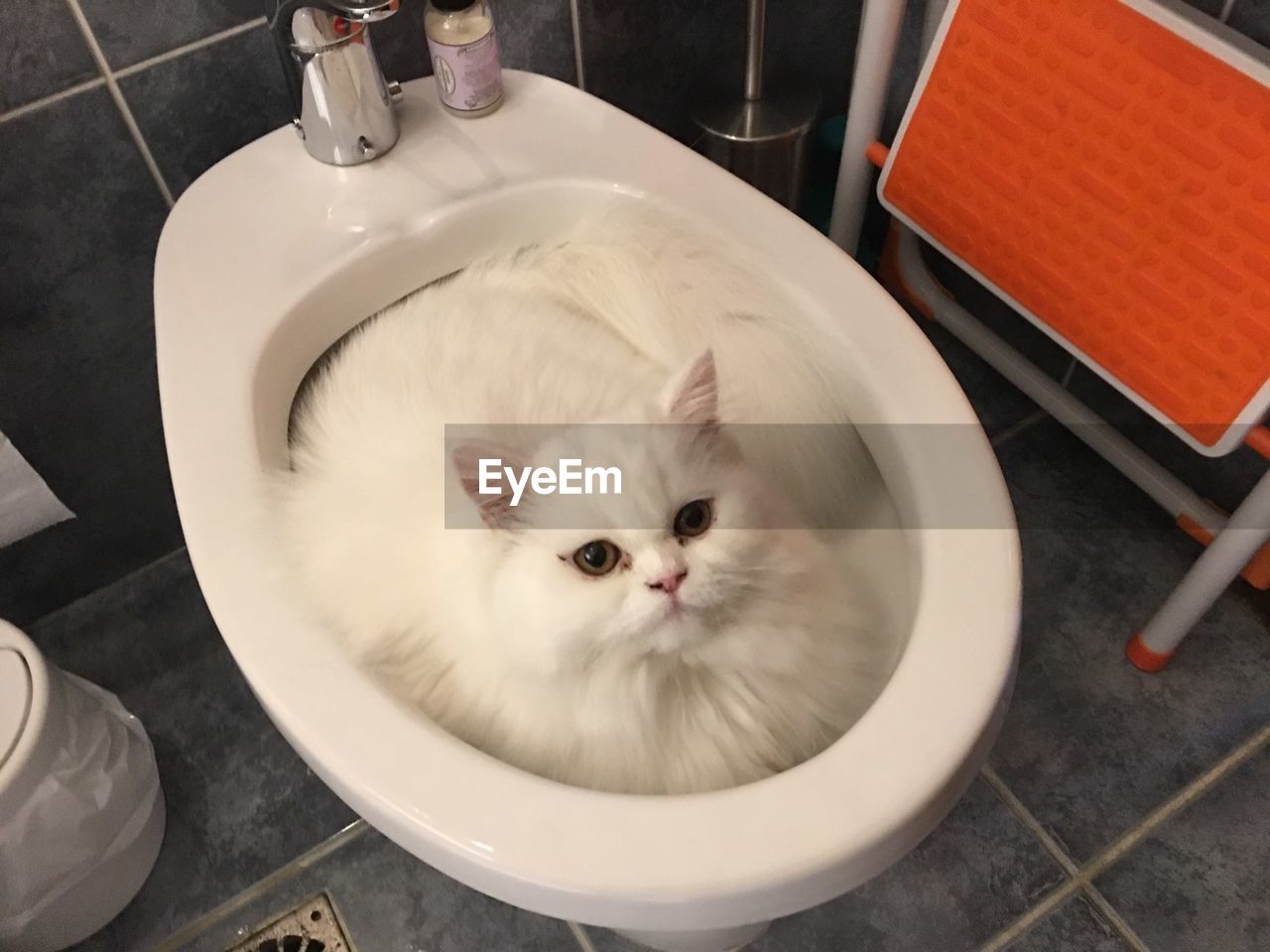 High angle portrait of a cat in commode