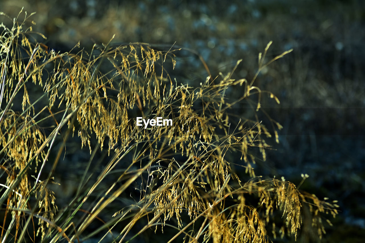 nature, grass, branch, plant, leaf, sunlight, tree, growth, no people, focus on foreground, flower, close-up, beauty in nature, land, day, macro photography, outdoors, frost, autumn, tranquility, water, environment