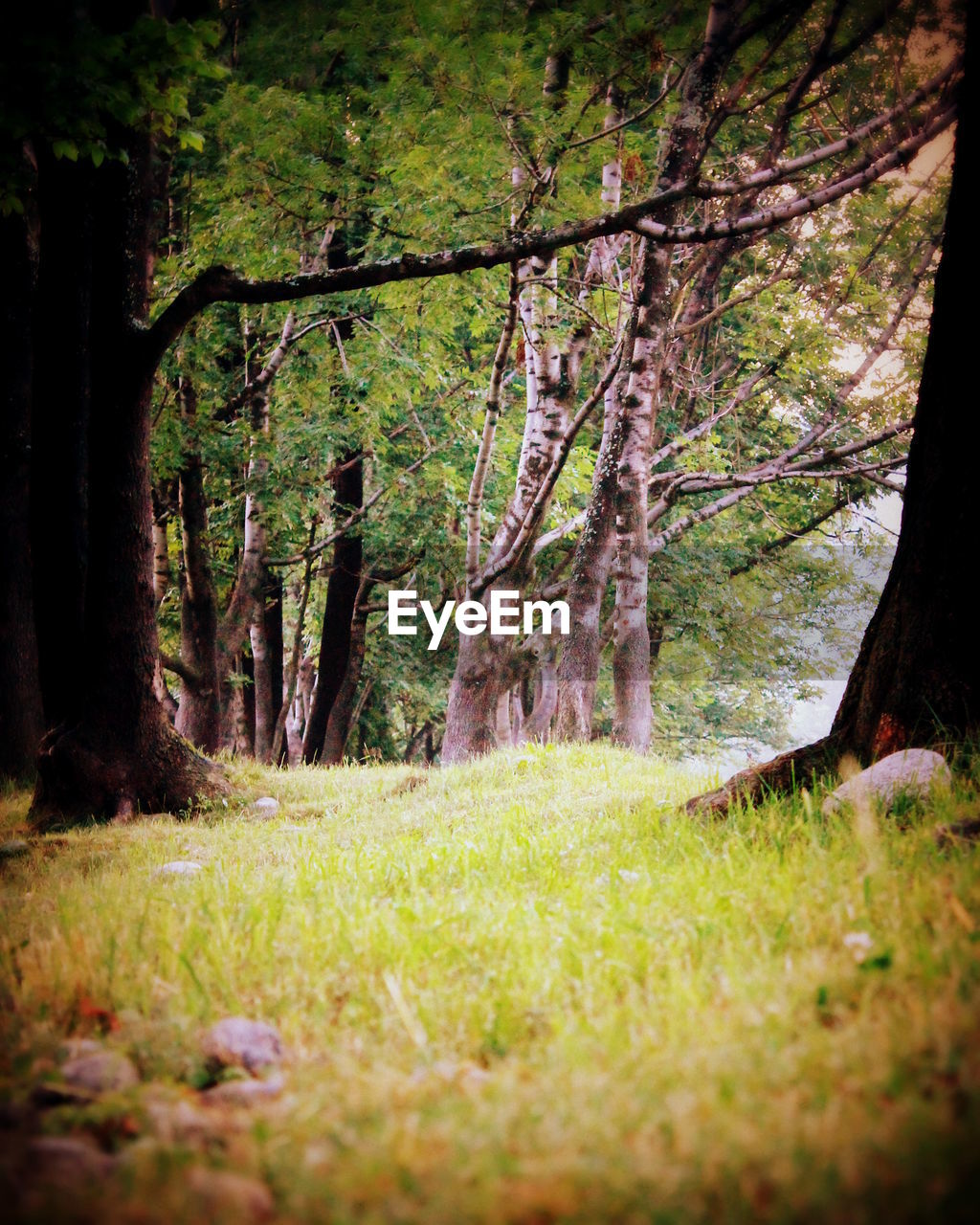 TREES ON COUNTRYSIDE LANDSCAPE