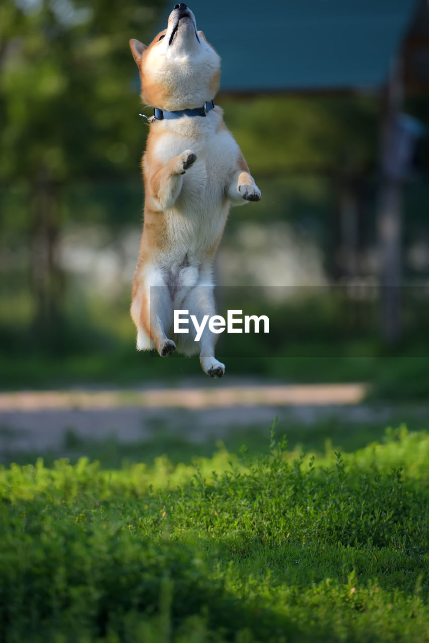 VIEW OF DOG RUNNING ON FIELD