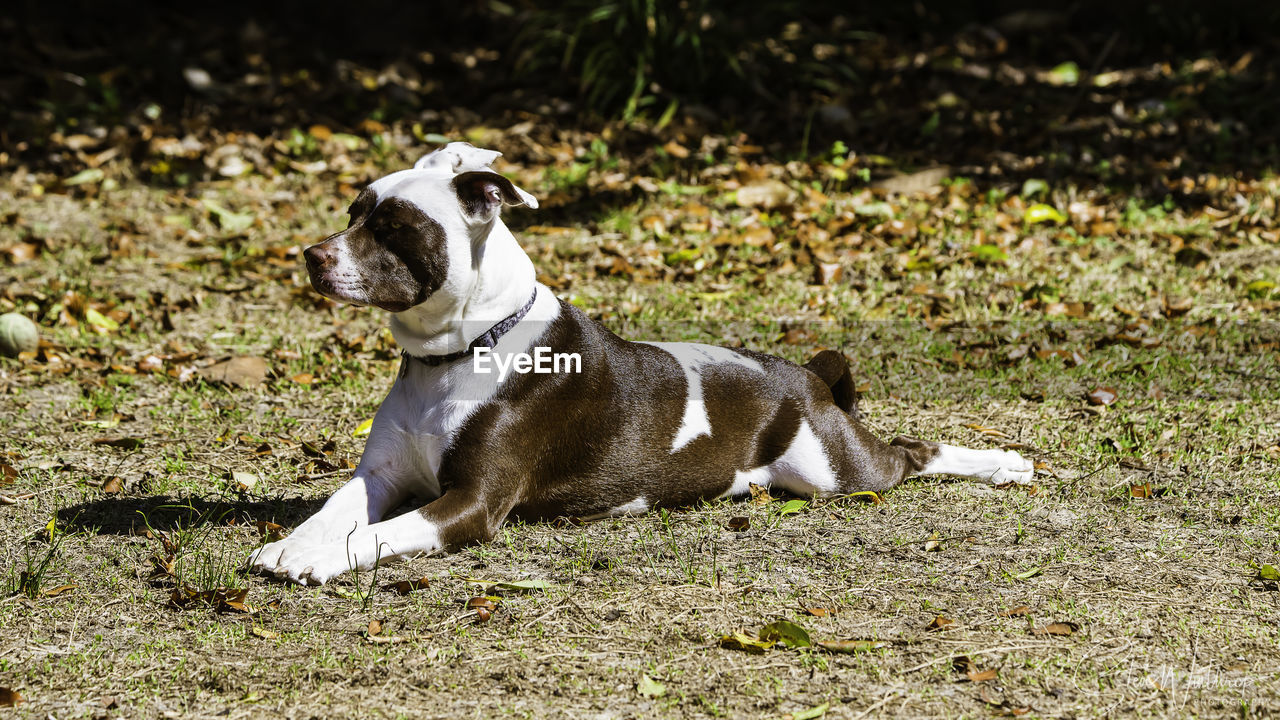 DOG SITTING ON GRASS