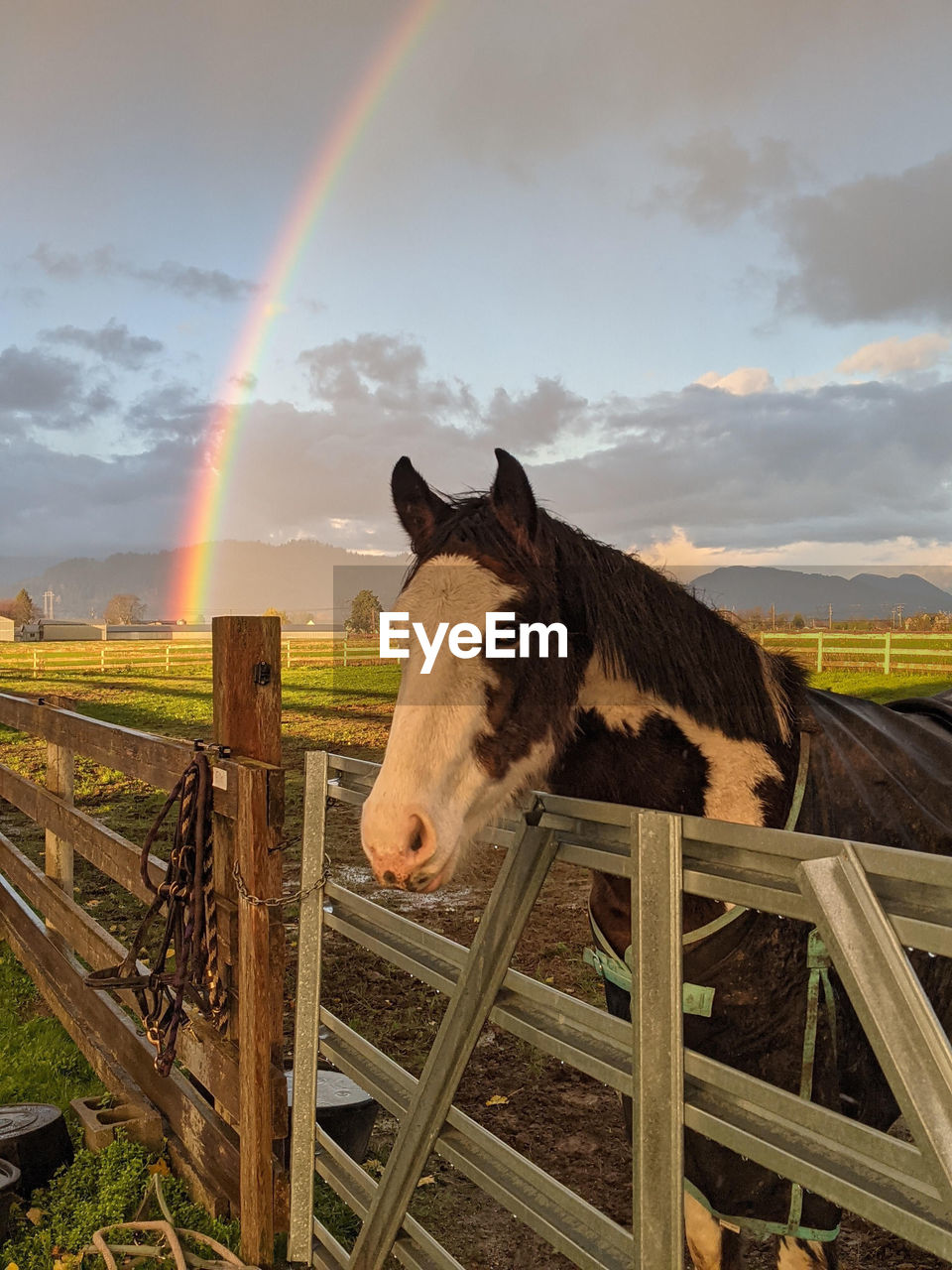 Horse standing on field against sky with a rainbow 