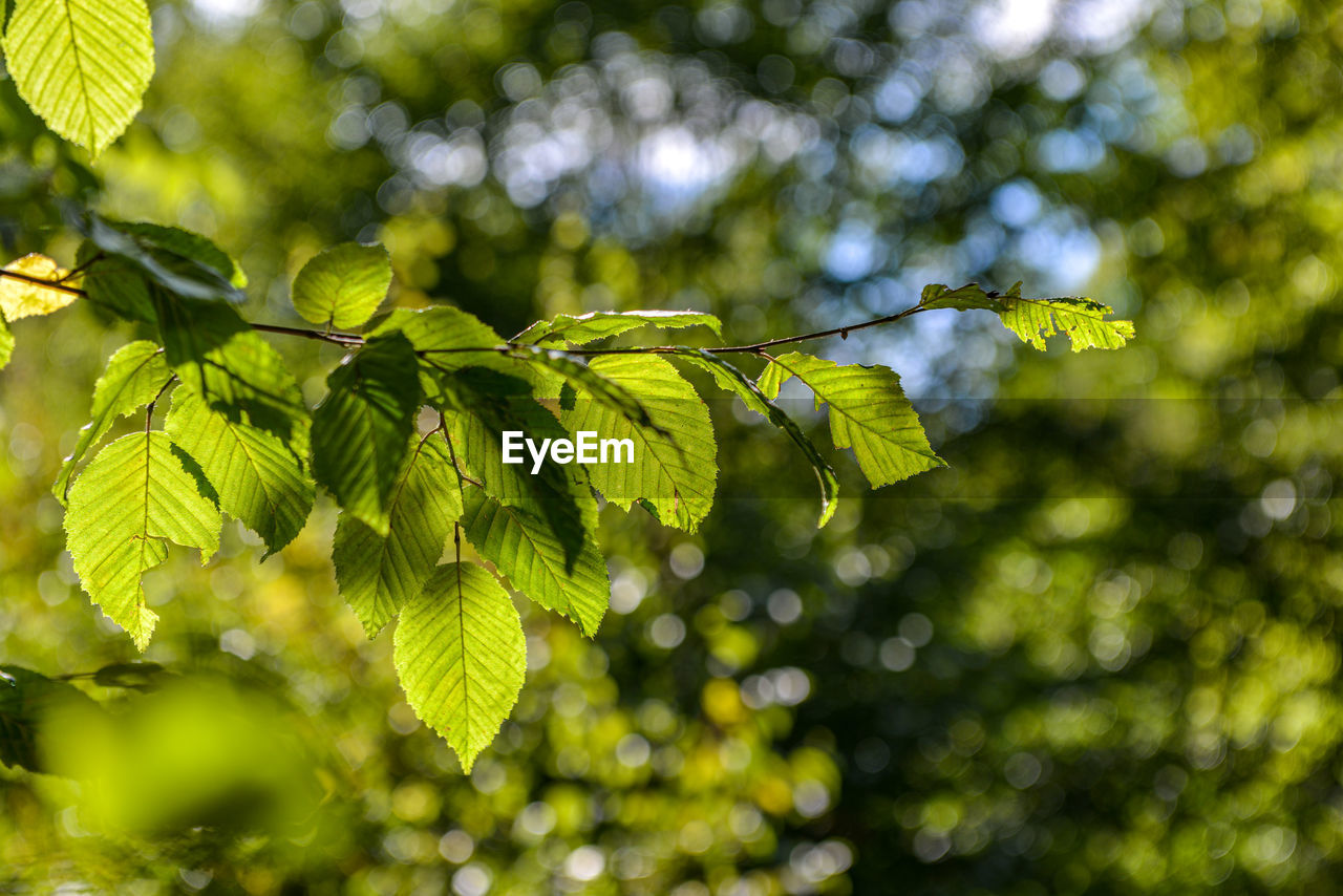 Close-up of leaves on tree