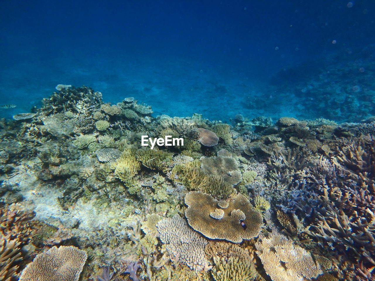 HIGH ANGLE VIEW OF CORAL SWIMMING UNDERWATER