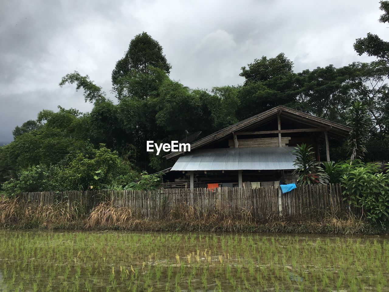 HOUSE AGAINST TREES