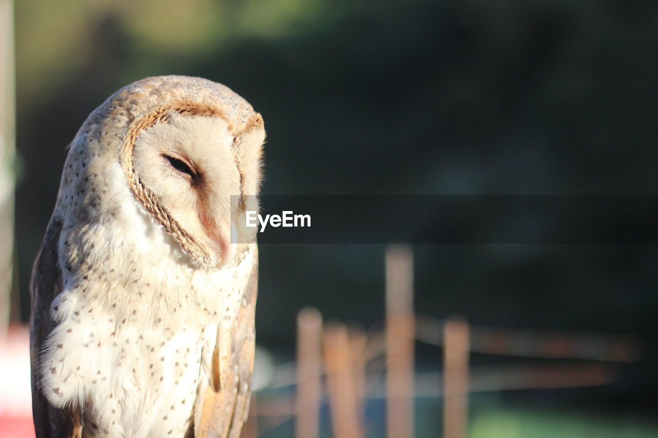 Close-up of owl