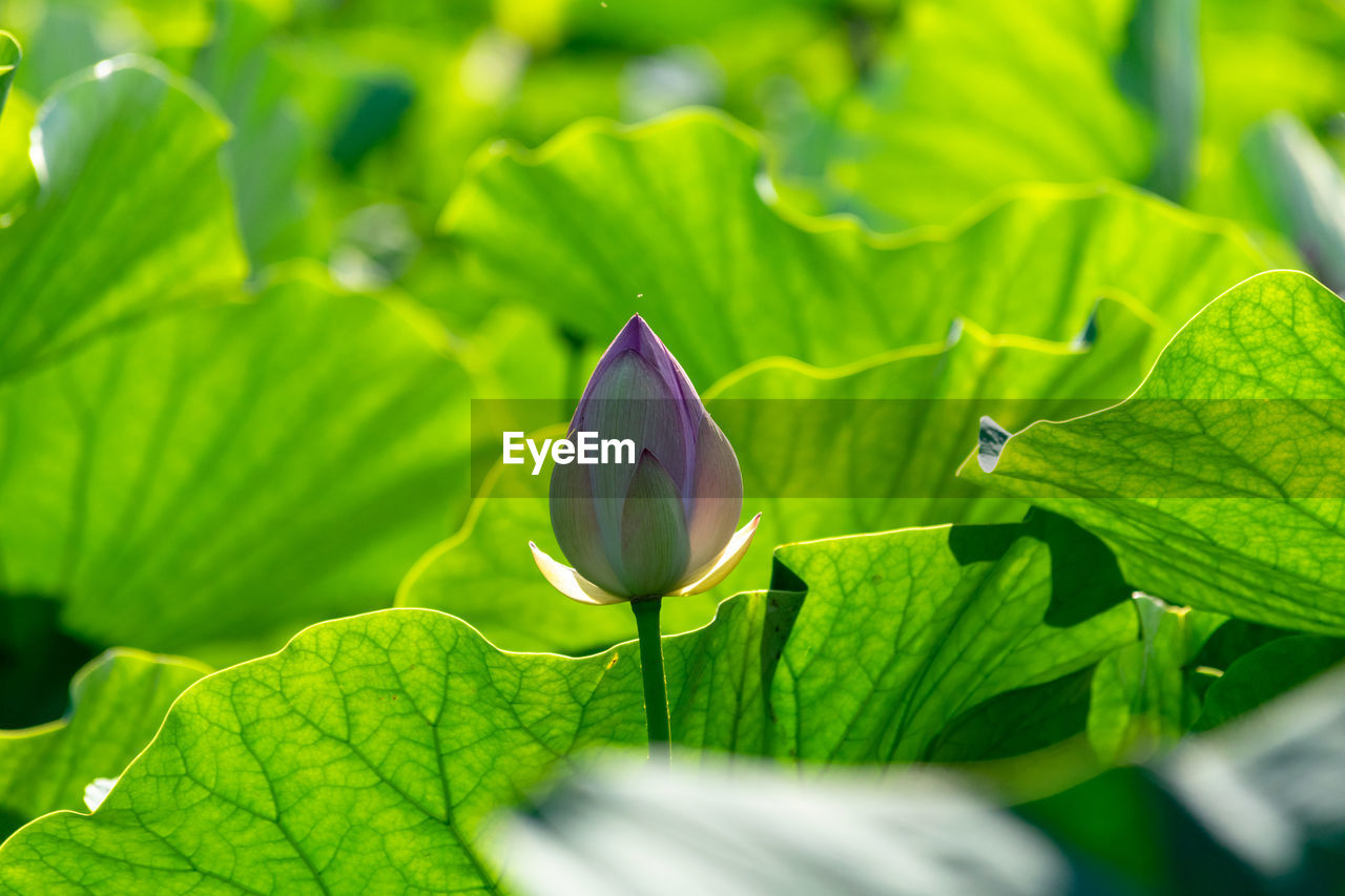 Close-up of purple lotus water lily on plant