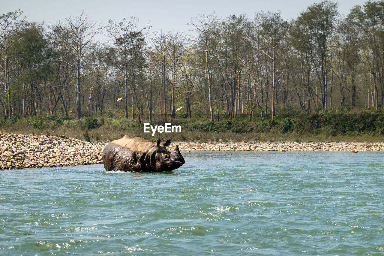 VIEW OF HORSE IN WATER
