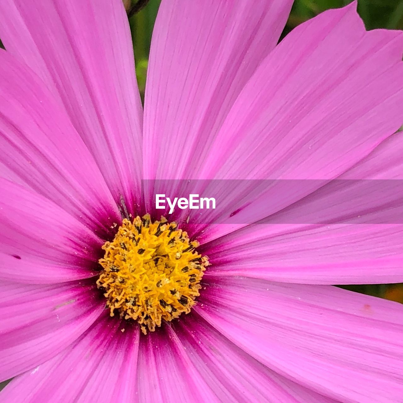 CLOSE UP OF PINK FLOWER