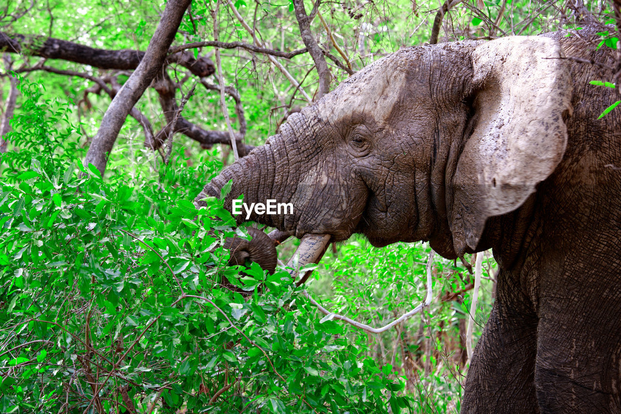 CLOSE-UP OF ELEPHANT IN THE FOREST