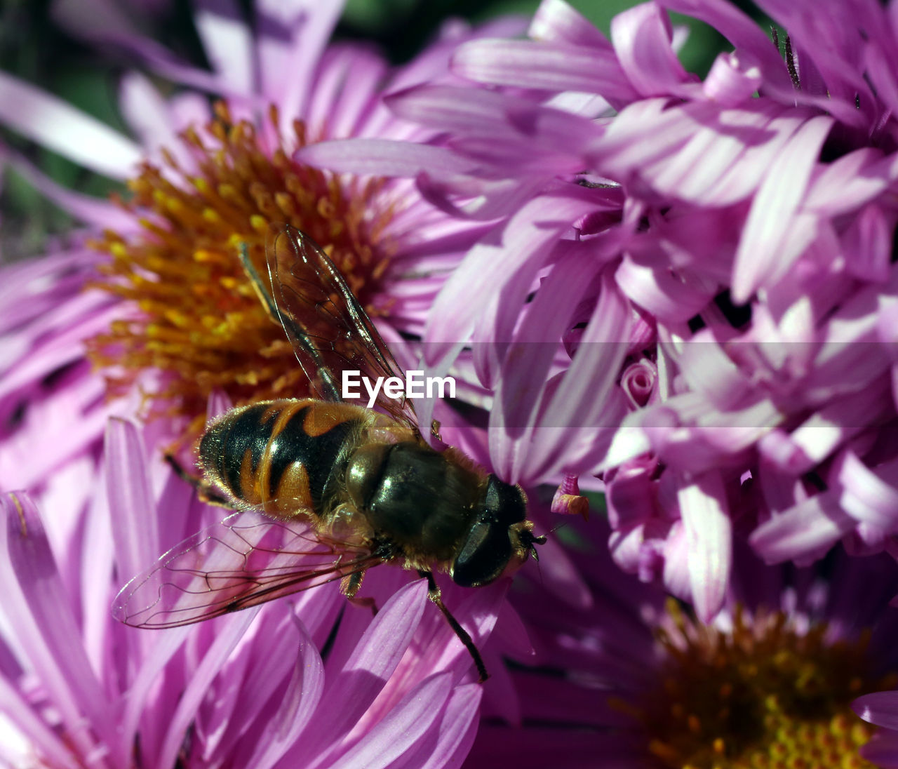 CLOSE-UP OF BEE ON PINK FLOWER