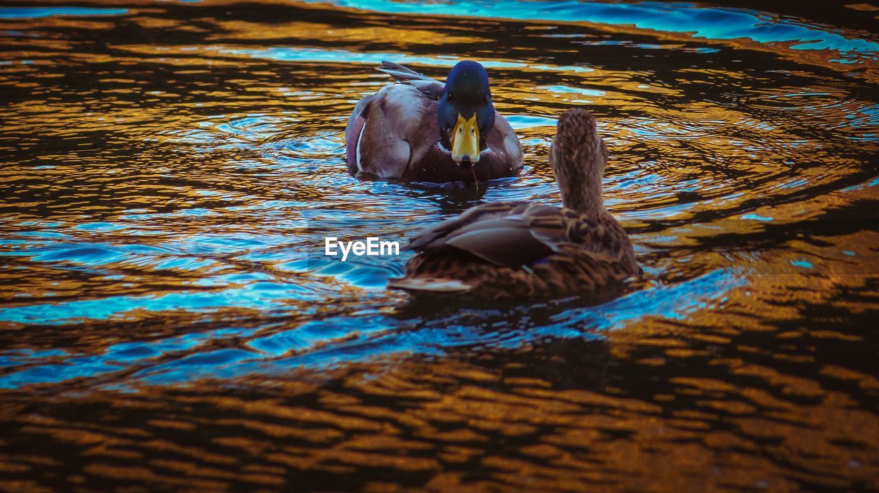 DUCK SWIMMING IN A LAKE