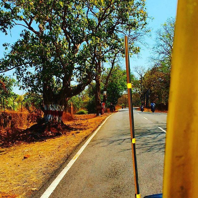 TREES IN PARK