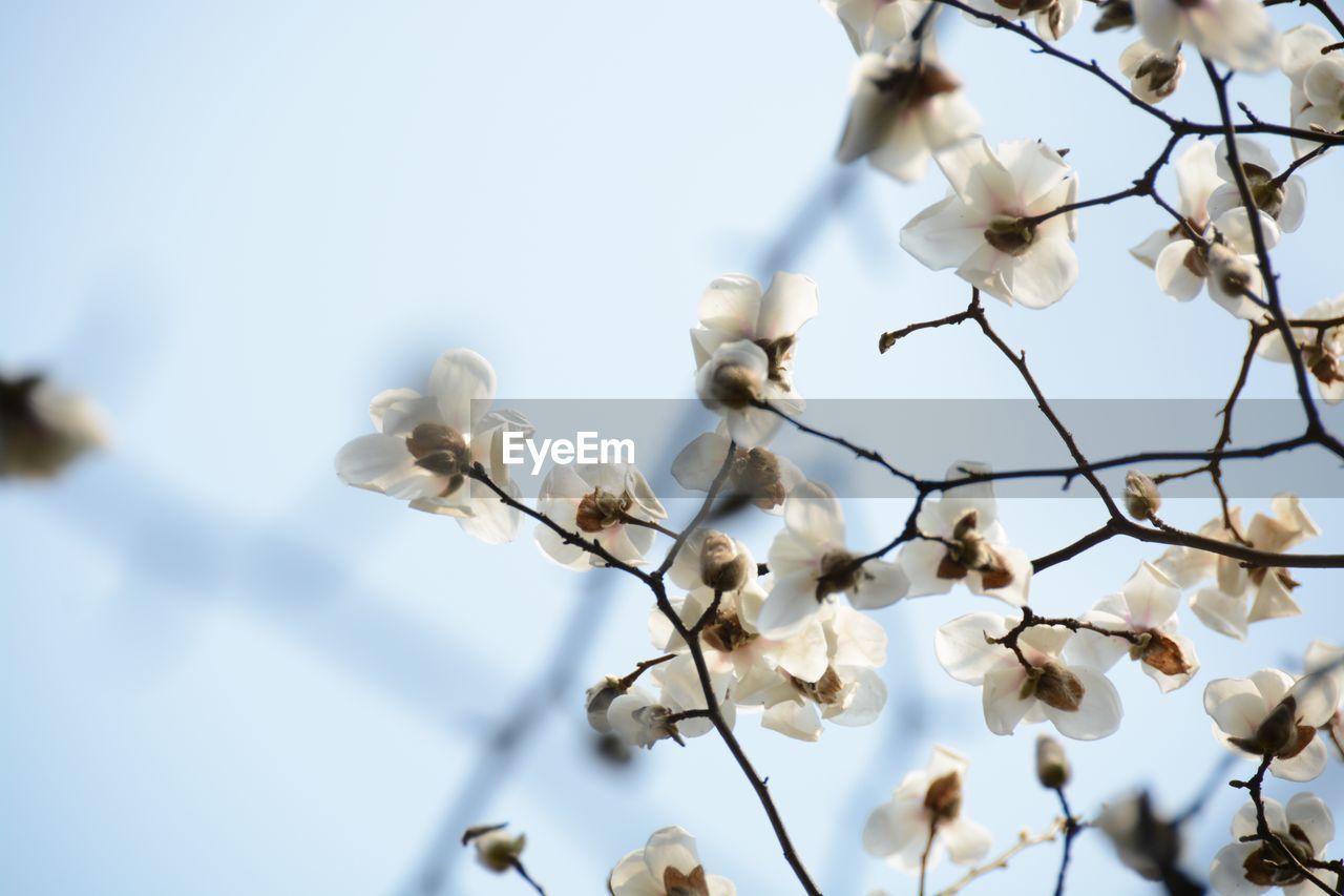 Low angle view of cherry blossom tree