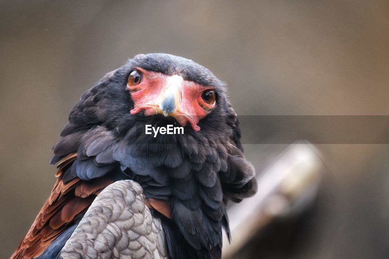 Close-up of a gaukler, terathopius, looking away