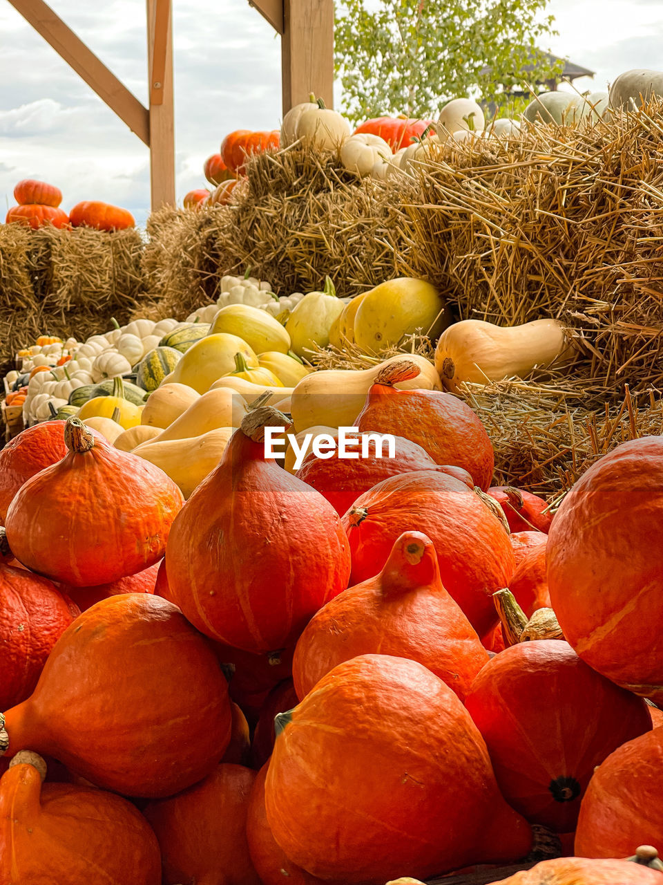 FULL FRAME SHOT OF PUMPKINS FOR SALE AT MARKET