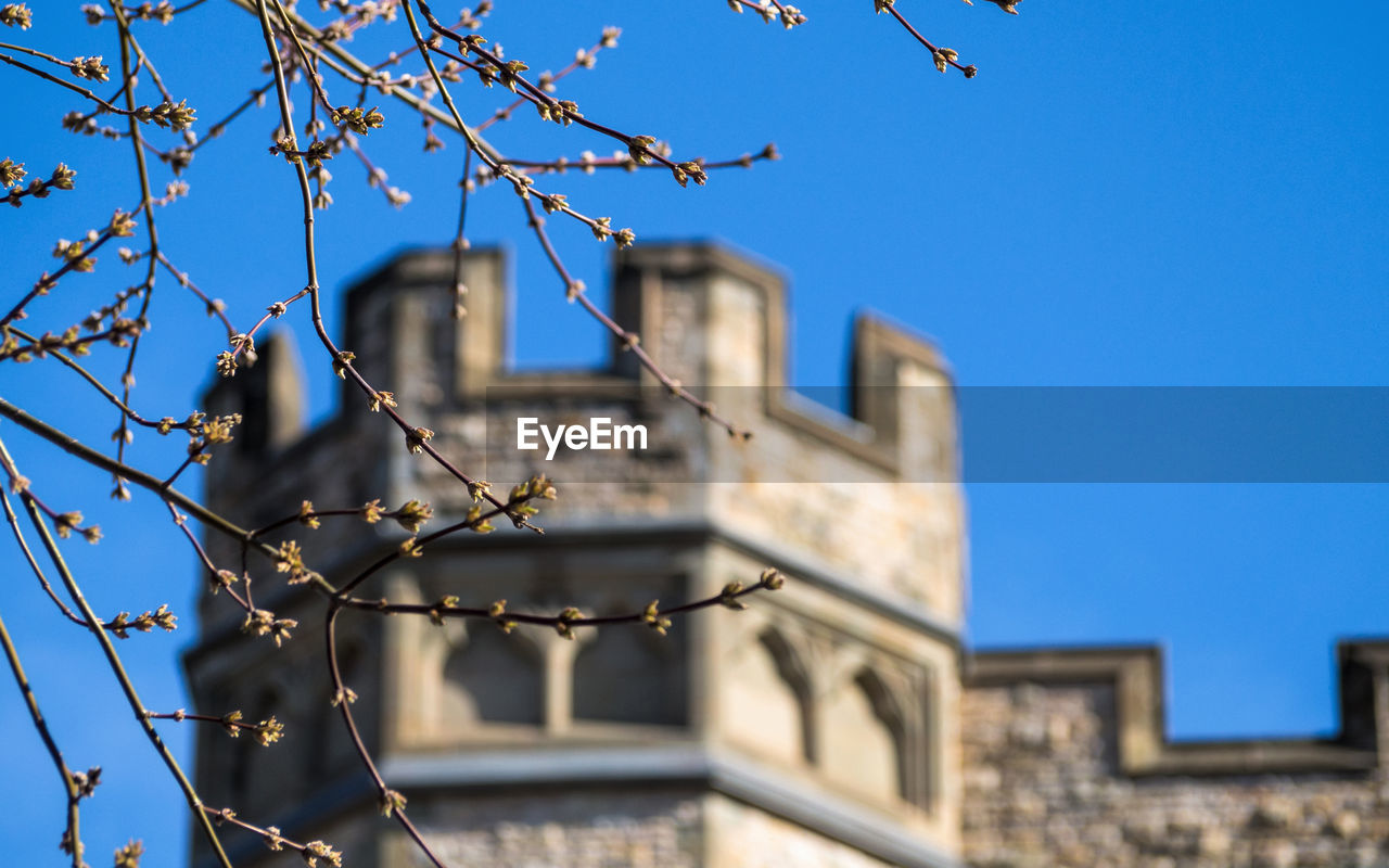 LOW ANGLE VIEW OF TREE AGAINST CLEAR SKY