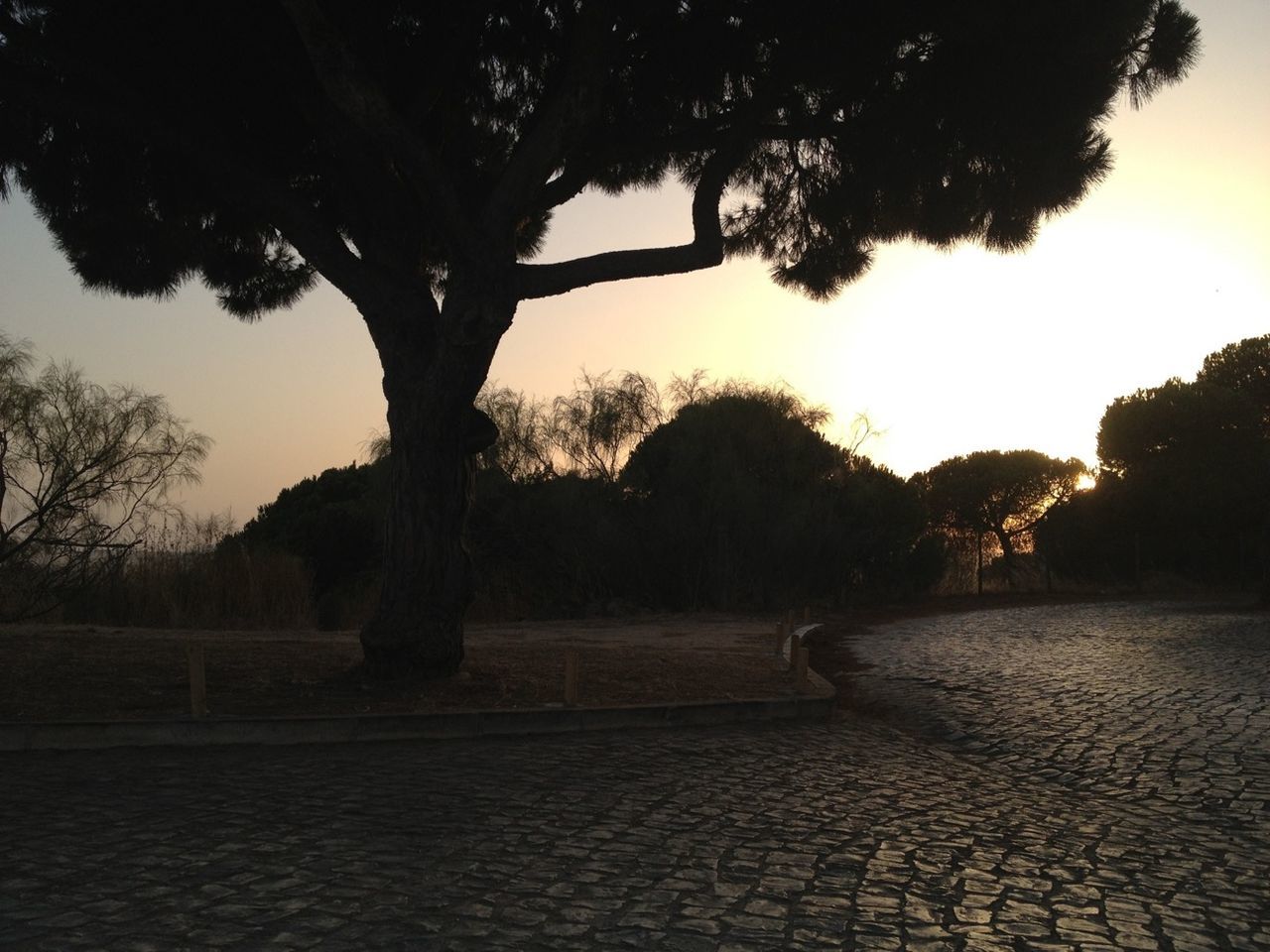 TREES IN PARK