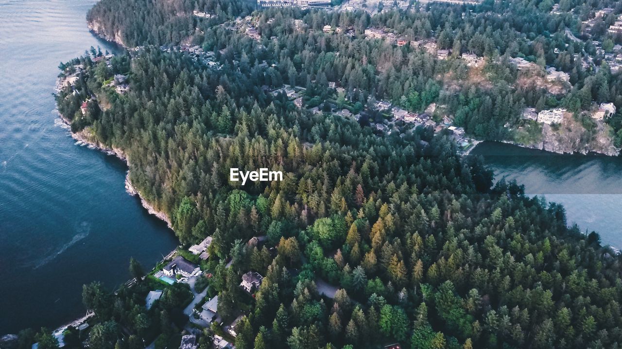 HIGH ANGLE VIEW OF TREES IN THE FOREST