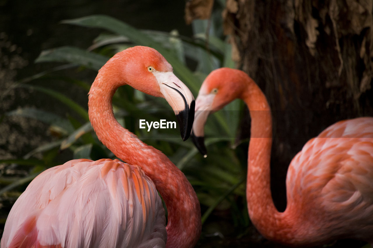 Close-up of flamingos