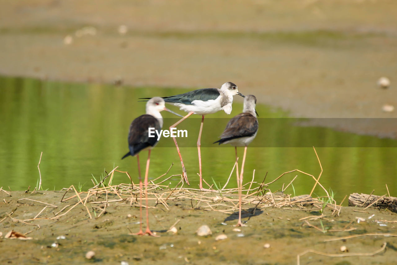 close-up of bird perching on lake