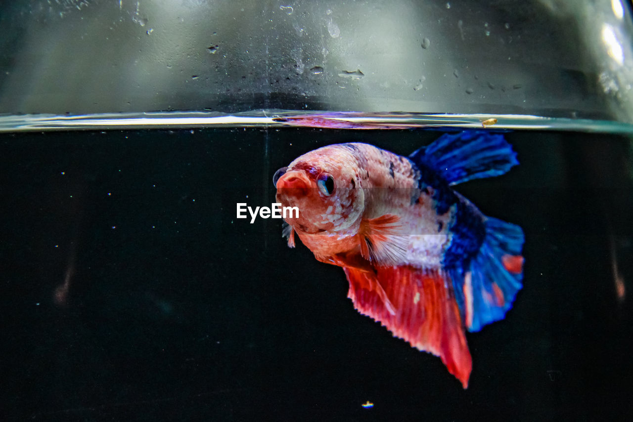 CLOSE-UP OF FISH SWIMMING UNDERWATER