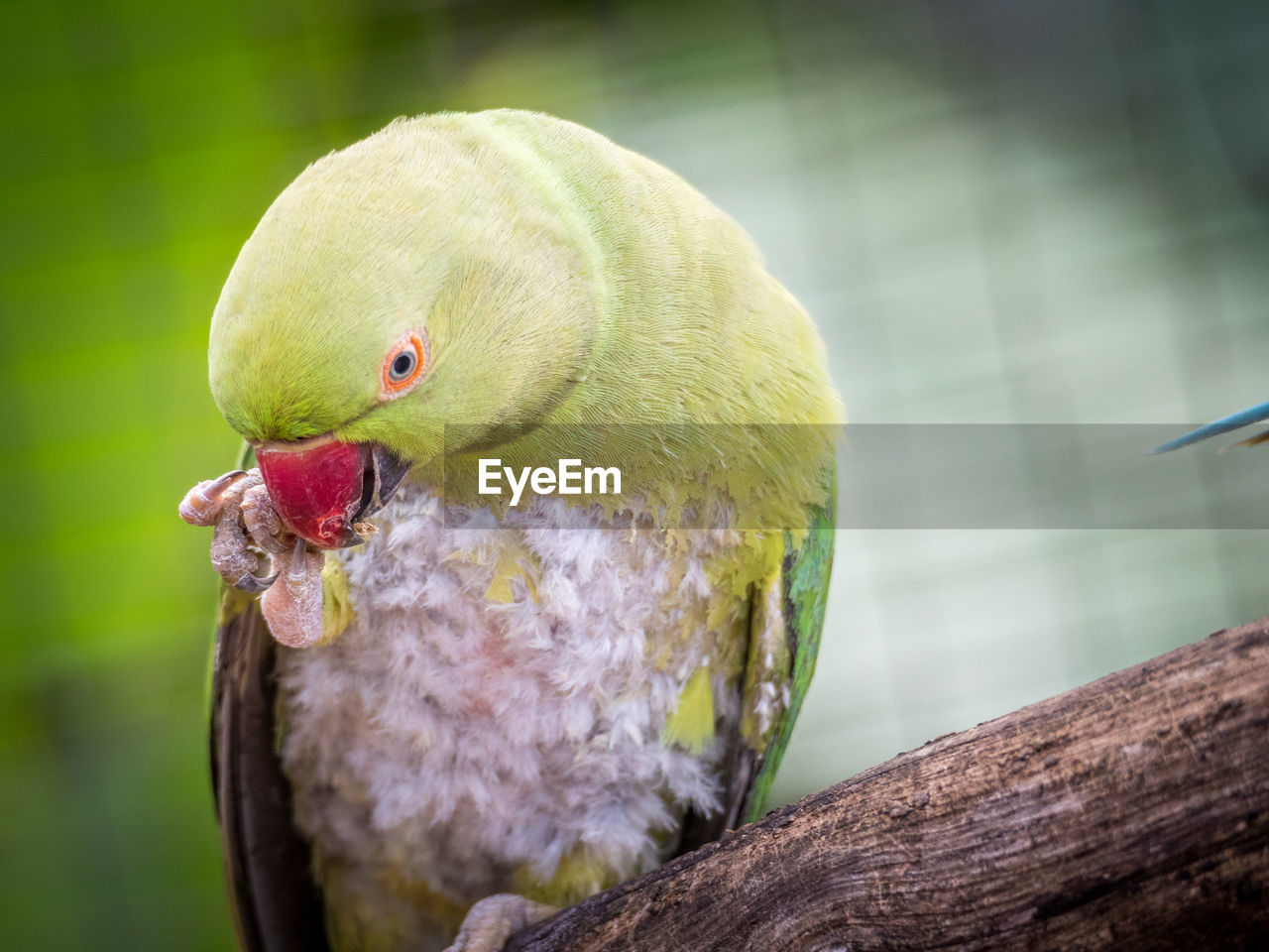 Close-up of green parrot perching on wood