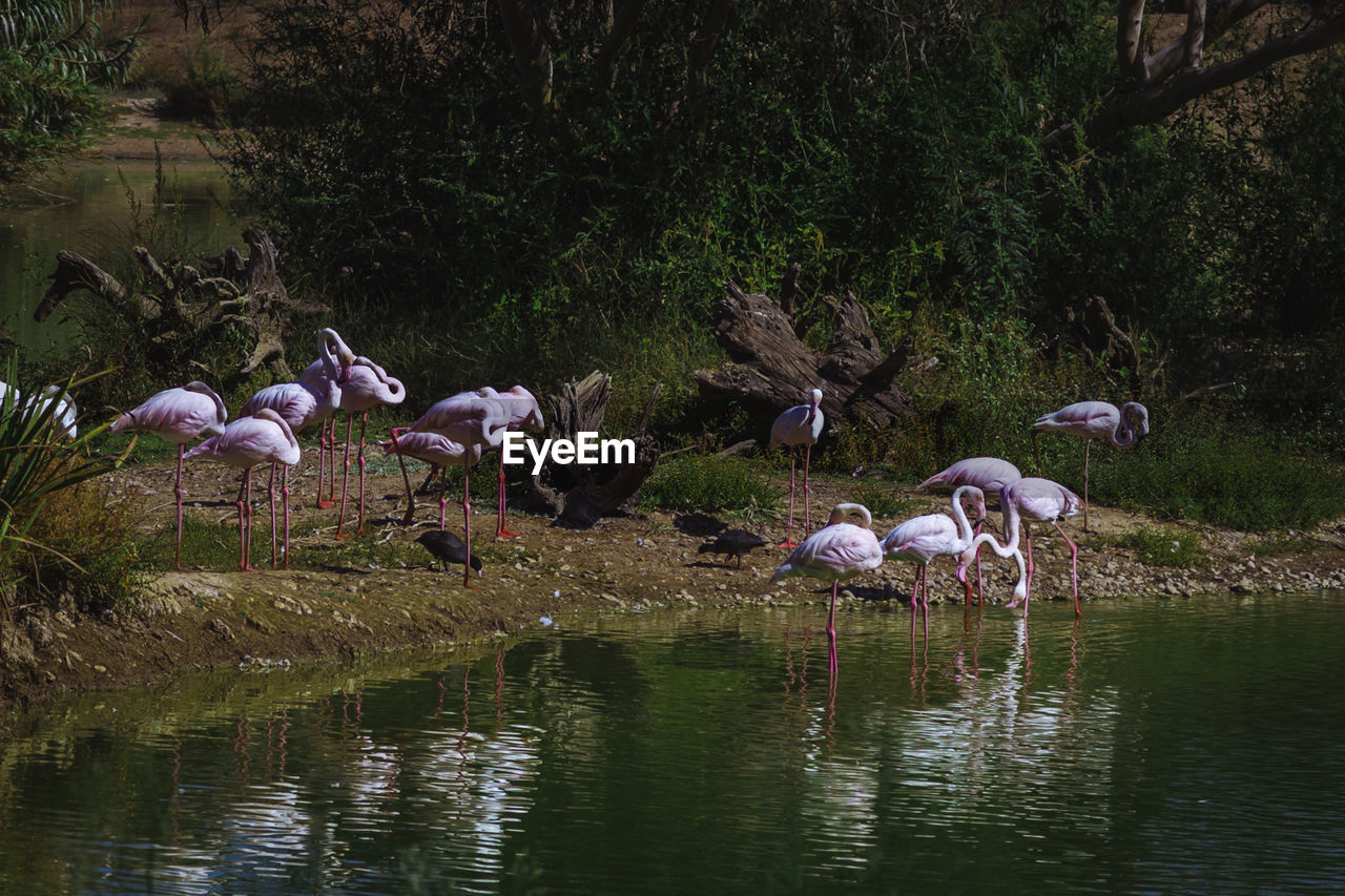BIRDS PERCHING ON RIVERBANK