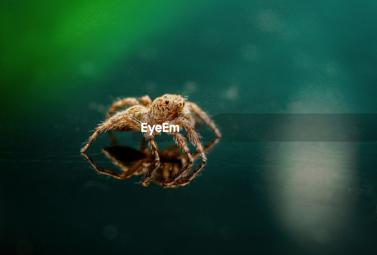 CLOSE-UP OF SPIDER ON A LEAF