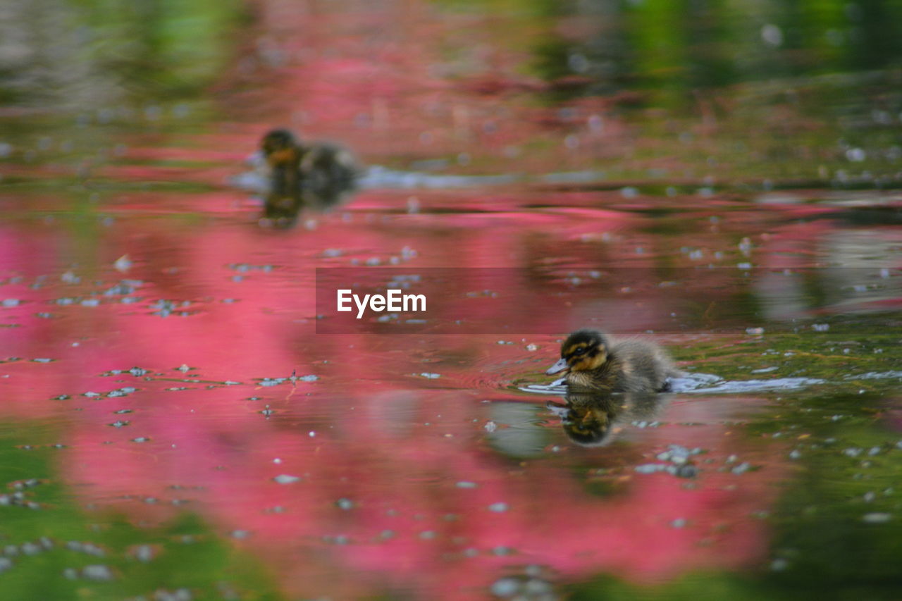 Close-up of ducklings swimming in lake