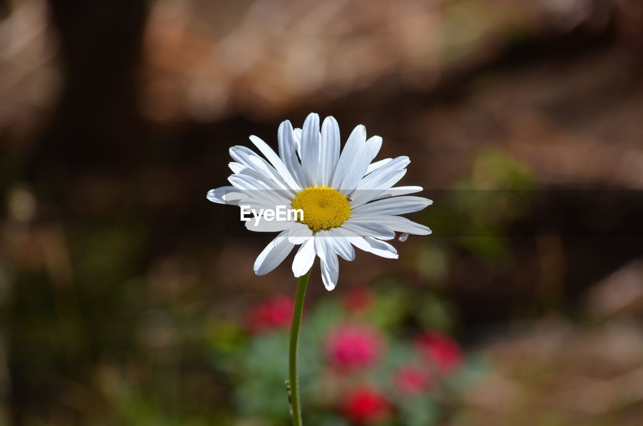 Close-up of white daisy flower