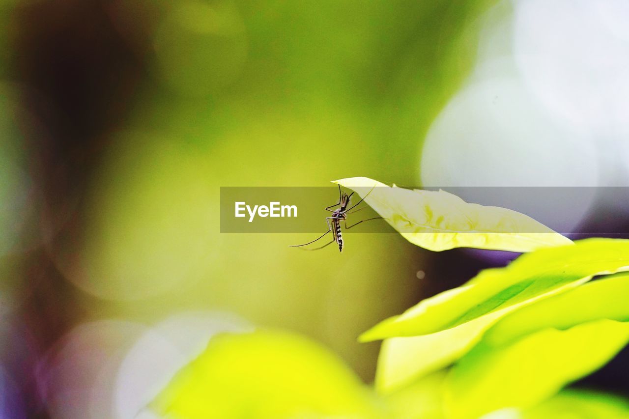 CLOSE-UP OF GRASSHOPPER ON PLANT