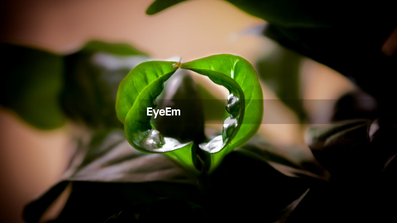 CLOSE-UP OF GREEN LEAF