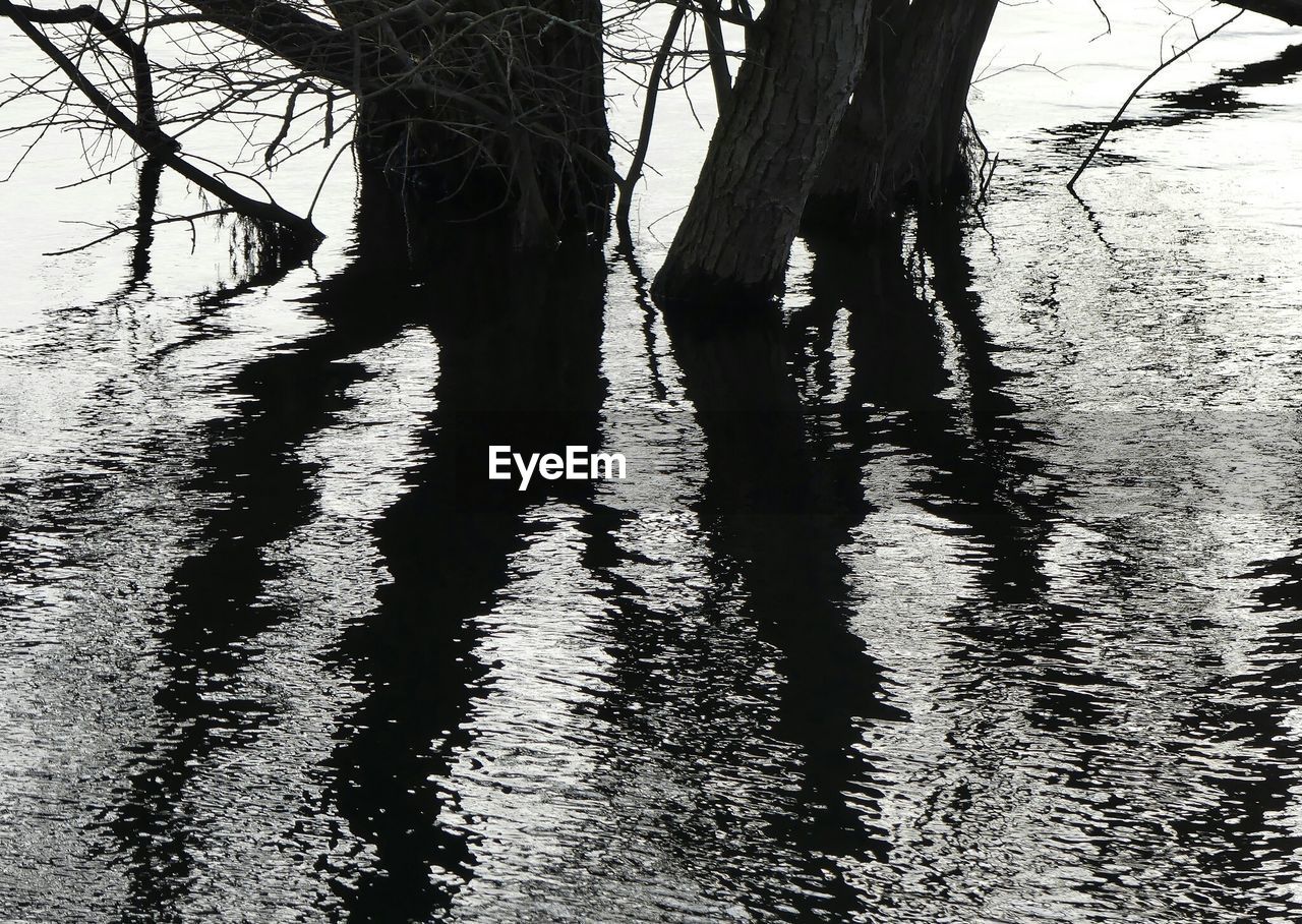 VIEW OF TREE TRUNKS