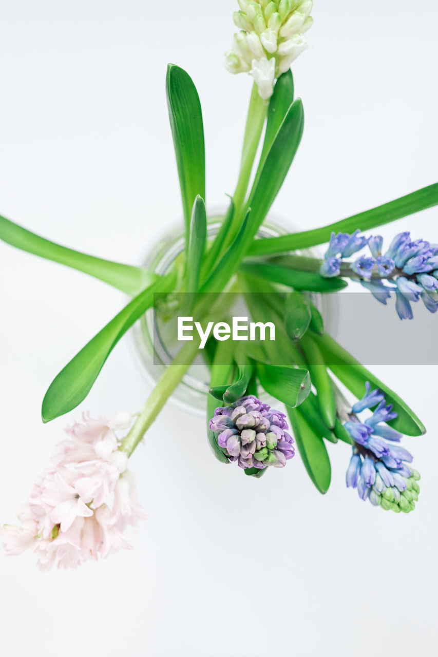 Close-up of hyacinth flower on white background