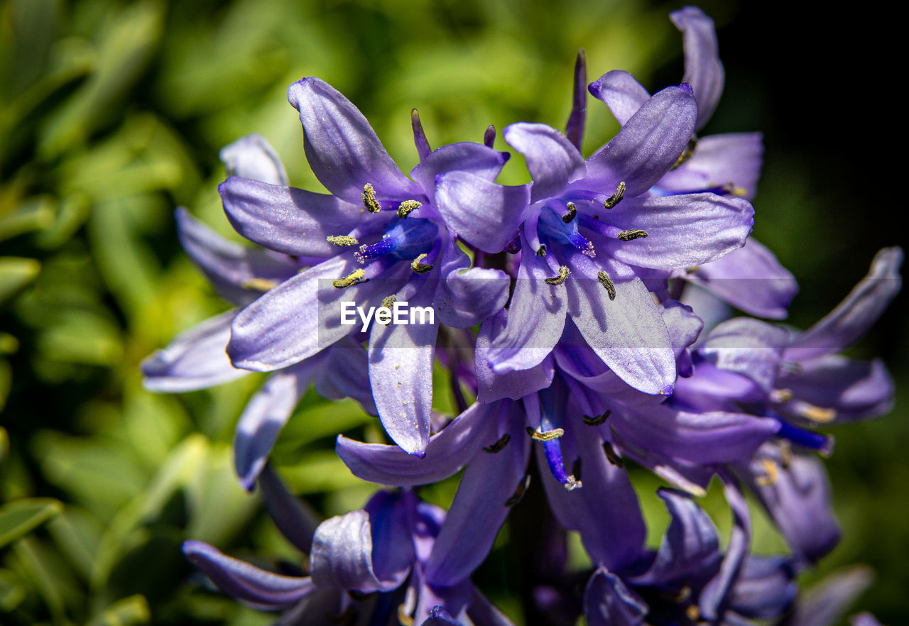 Close-up of purple flowering plant