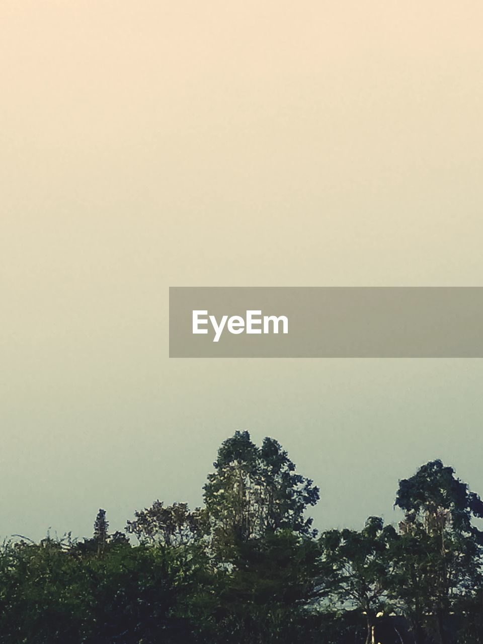 TREES IN FOREST AGAINST CLEAR SKY