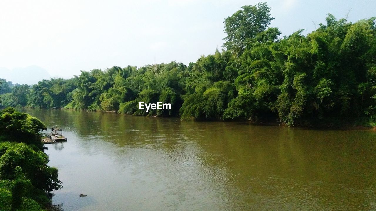 SCENIC VIEW OF RIVER AMIDST TREES IN FOREST